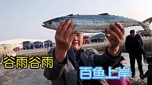 谷雨时节百鱼上岸，老海带大家去码头观看渔情，渔民朋友们都满仓收港