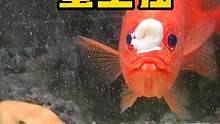 缸内惊现“蟹坚强” #蟹坚强 #骨鳂 #frank的私人水族馆 #海洋生物