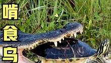 鳄鱼吃乌龟，居然啃不动，乌龟变成了鳄鱼的磨牙棒！#鳄鱼 #动物世界 