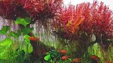 水草造景教学，打造红色生命之树#草缸造景 #水草造景 #水草缸造景 #水草缸 #鱼缸造景 #养鱼日记