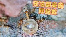 救命！大蜜罐蚁掉了下来，竟因太肥无法翻身！