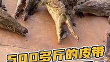 鳄鱼也是憨憨的，你的皮带都是这么可爱的家伙！