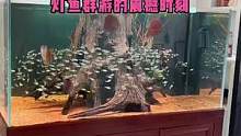 鱼友投稿：山东聊城朋友的南美缸灯鱼群友#南美缸 #南美缸造景 #养鱼日记 #养鱼养心 #观赏鱼 #七