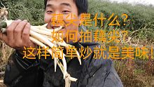 美味藕尖是什么？如何从稀泥巴里抽出来？这样炒更美味