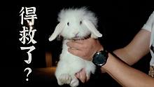 救下一只被遗弃的垂耳兔兔，这么可爱怎么会被抛弃了呢？