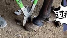 超级解压修驴蹄：师傅手拿亮闪闪的大铲刀，蹄芯挖得干净透彻
