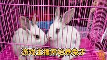游戏主播不务正业，开始养殖兔子！