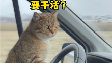 带四只猫进藏旅行，终于正式开始～