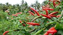 朝天椒从30元/斤跌到10元/斤，到底发生了啥？三姐无奈道出缘由