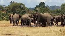 大象全家总动员！大自然有多好听啊！一个新的纪录片素材。#乌干达#大象#非洲旅行