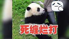 《熊猫宝宝抱腿合集》欺负饲养员算什么本事，有本事冲点赞的人来！