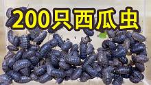吃饱了撑的！我抓了200只西瓜虫！
