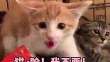 #萌宠 猫：我今天就算饿s也不吃你一口猫条！下一秒：真香~#娱乐评论大赏 