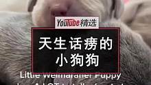 小姐姐家的威玛猎犬一口气生下了很多宝宝，而这些小宝宝当中有一位小可爱，连眼睛都还没能睁开就想整天说话