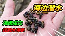 海边大退潮潜水摸海参，发现石缝密集海螺群，最后鲍鱼海参大丰收