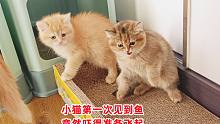 小猫第一次见到会跳会动的鱼，都快吓飞了！有只小猫厉害一直打鱼