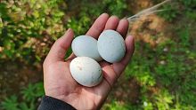 成千上万个鸟蛋中找到的三个完整的鸟蛋，看看能不能孵化出来！