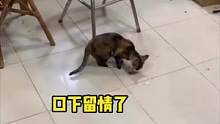 #拯救不开心 猫：这玩的是哪出啊？你没事吧？#娱乐评论大赏 