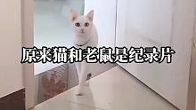 猫和老鼠诚不欺我