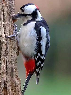 大斑啄木鸟吃橡果子，大斑啄木鸟在枯树干上啄个洞，然后把橡果子放进洞固定啄开吃果肉 
 #探纪自然