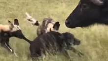 野狗群捕猎水牛宝宝#动物世界 #动物 #野狗 #水牛 #热门 #万物皆有灵性 