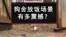 家里开狗狗农场的网友表示：不知道各位有没有见识过狗舍放饭的场景，所以在此让大家来感受一下这份震撼……