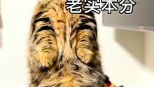 我的鱼呢？？？？？#曼基康矮脚 #猫咪的迷惑行为 #矮脚猫 #萌宠出道计划 #家有傻猫 #短腿猫