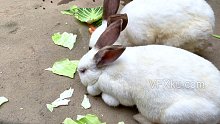农村饲养的吃菜叶大白兔-实拍视频