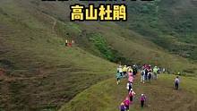 每年的4月底到5月初，阳春鸡笼顶大草原的高山杜鹃开满山坡，吸引了很多登山爱好者前往。#旅行大玩家 #