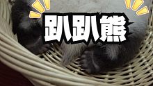 熊猫宝宝睡觉统一姿势
