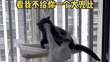 小猫咪到底能有多记仇？从白天打到晚上，只为了争一口气