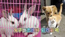 两只兔子目前状态很好，能吃能喝！