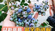 3分钟学会在家种蓝莓，记住几个关键点，一年就挂果营养又健康！