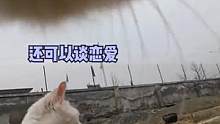 #萌宠 进来感受一下#猫 的#农村生活 吧~#万物皆有灵性 #娱乐评论大赏 