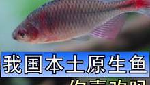 现在越来越多的人开始喜欢原生鱼，这些本土鱼不仅皮实好养，关键是长得也很好看啊#中国原生鱼 #宽鳍鱲