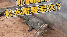 一条皮带长大需要多久的时间？#鳄鱼养殖 