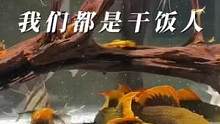 鱼友投稿：我们都是干饭人#养鱼日记 #南美缸 #南美缸造景 #异型鱼 #异形鱼 #埃及神仙鱼 #养鱼