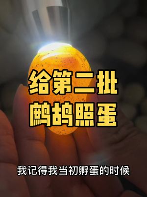 给第二批鹧鸪第一次照蛋