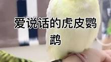 爱说话的虎皮鹦鹉之搞笑小鹉宝宝#鹦鹉鹦鹉萌萌哒逗鹦鹉 #热门