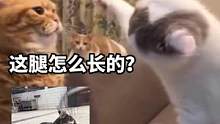 猫咪的这些行为你一定没见过 哈哈哈哈#猫咪的迷惑行为#猫里猫气 #快乐源泉 #万万没想到 #搞笑