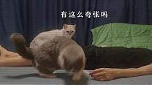 小猫咪的嗅觉是人的几倍来着？#猫 #猫咪 #萌宠成精了 #猫咪的迷惑行为 #动物图鉴