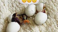 #孵蛋 #人工孵化 精彩瞬间！！