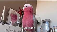 天下爱说话的鸟儿#珍爱动物保护动物 #人与动物和谐共处 #萌宠日常记录 #每天搞笑不断 .
