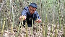 村里啃老族小伙进竹林拔野笋，想不到靠它日赚2600元，拔得真过瘾