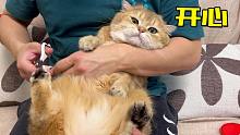 小猫咪围观剪指甲，结果也被剪了！