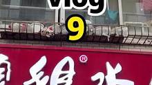 顺姐睡觉了全兴队项目也黄了#日常vlog #vlog十亿流量扶持计划 #散裝粤语 #塑料广东话