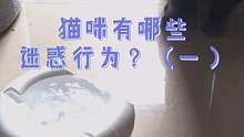 #猫 傻猫有哪些人类想不通的迷惑行为？@抖音小助手 #萌宠成精了