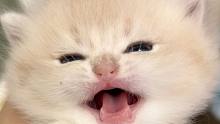 今天我教会了一只奶猫喵喵叫