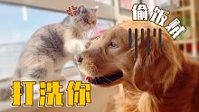 主人给猫咪准备的饭 全被狗偷吃了！猫：我饿一天了你管不管！