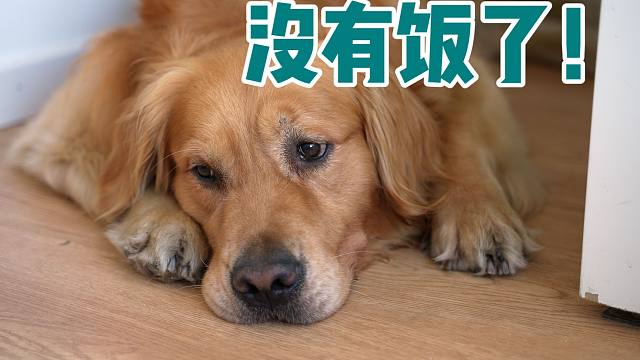 疫情宅家一个月,我家猫狗断粮了!